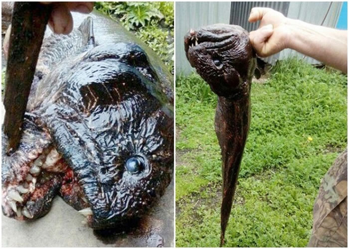 ˹ڵ¶ع͹ڿӵɭֲ ΪǸı