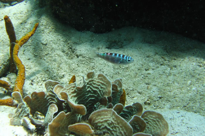 生活在珊瑚礁的神奇小鱼“垩鮨”每天和伴侣互换性别达20次