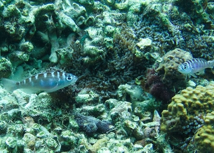 ���ٰ��³��� �������lÿ�տ�����¸����Ա�20��