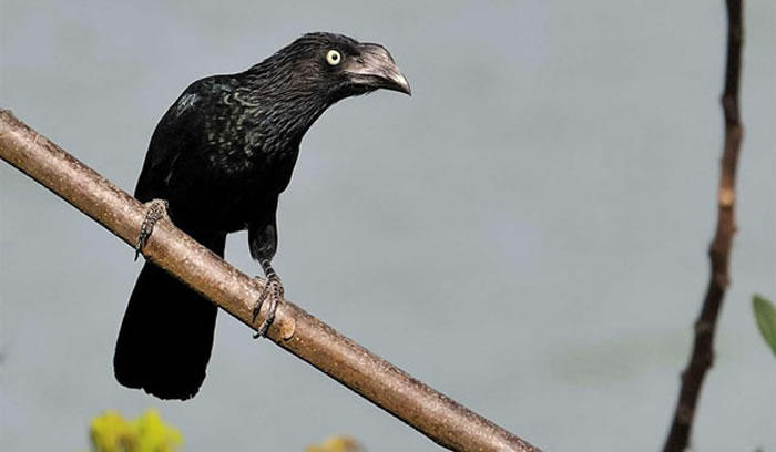 大犀鹃Crotophaga major(N.Solio/REUTERS/Newscom)