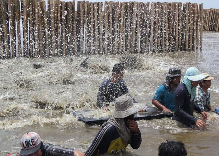 泰国10条海豚误闯拦浪竹排 获好心村民送回大海