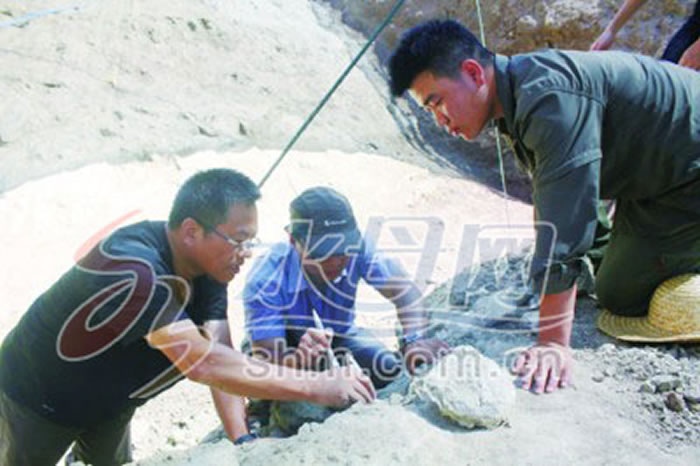 中科院专家汪筱林再次带队到莱阳恐龙化石富集区进行保护发掘