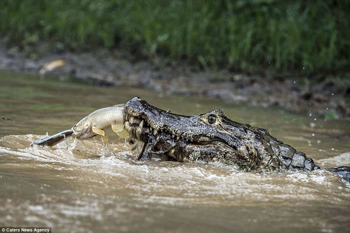 意大利摄影师拍到巴西一条大鱼捕获小鱼后再成为鳄鱼猎物的经过