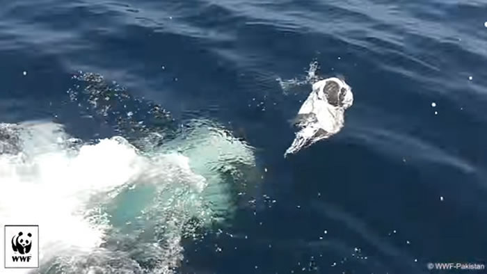 开始看不出来漂流的「不明物体」是什么