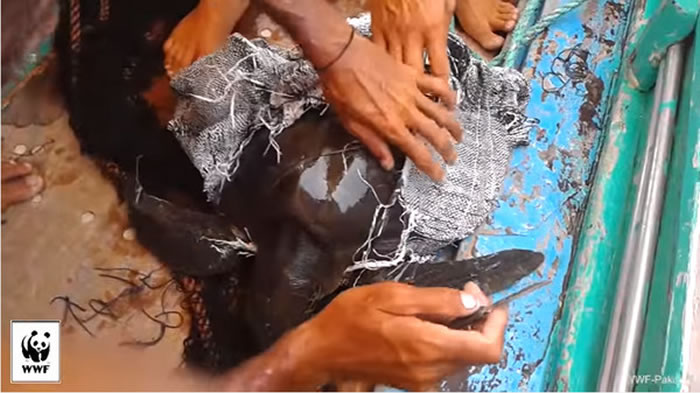 渔夫发现被塑胶袋缠身的海龟,立刻进行抢救。