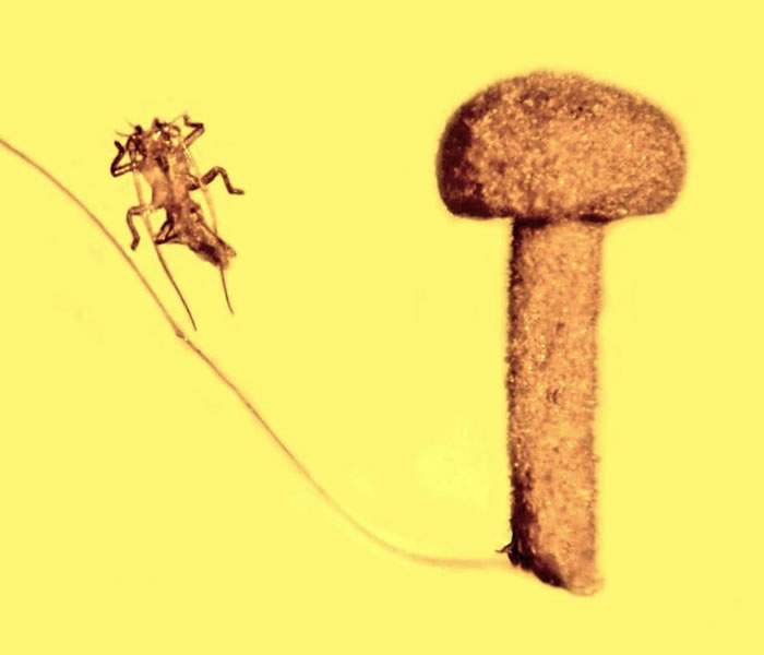 ��ŷ���޵ĺ�ȫ������5000������ʷĢ������