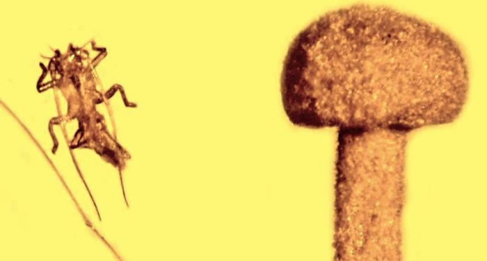 ��ŷ���޵ĺ�ȫ������5000������ʷĢ������