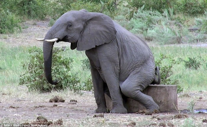 南非克留格尔国家公园大象摇屁股摩擦水泥止痒