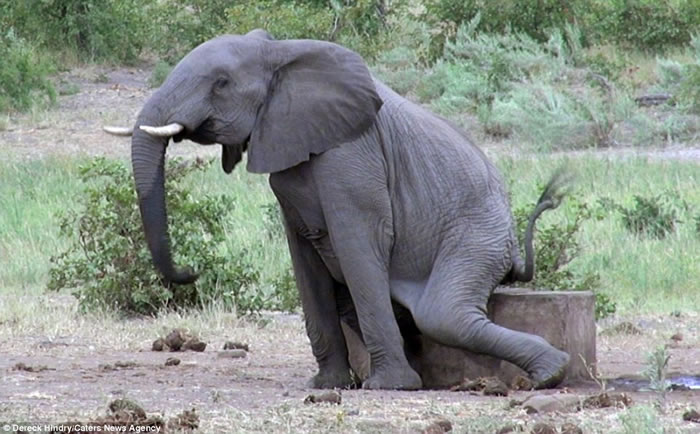 南非克留格尔国家公园大象摇屁股摩擦水泥止痒