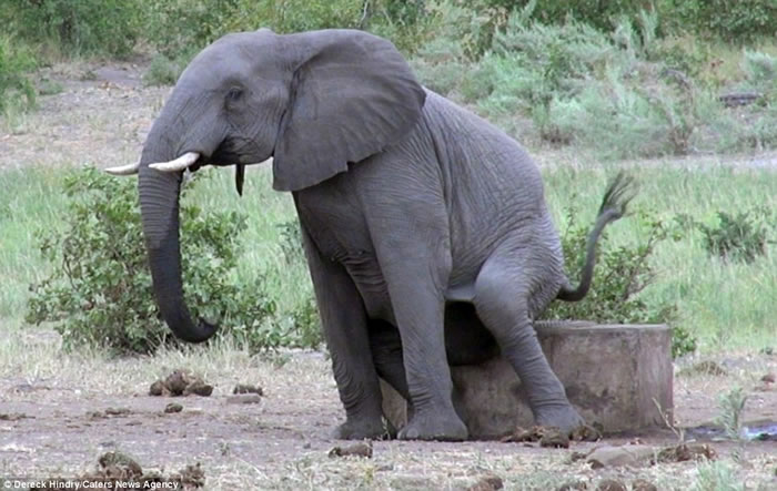 南非克留格尔国家公园大象摇屁股摩擦水泥止痒