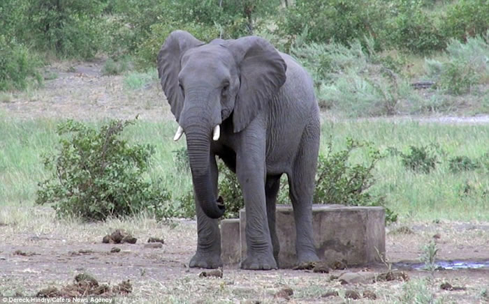 南非克留格尔国家公园大象摇屁股摩擦水泥止痒