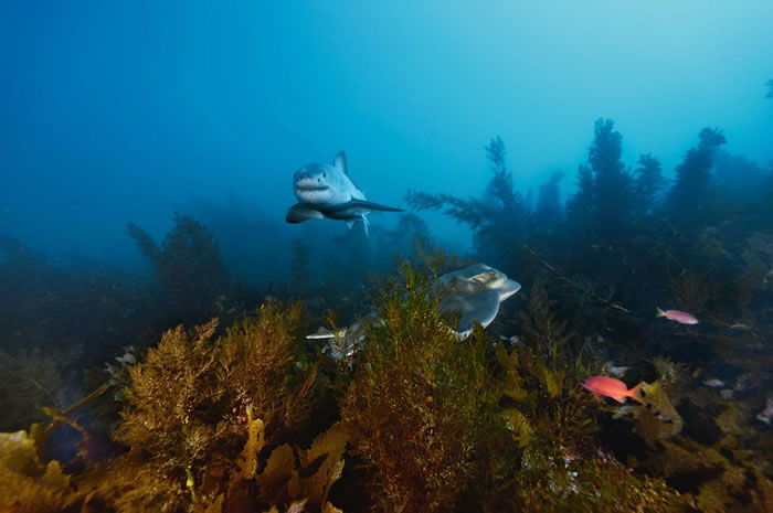 �������նٵ��ĺ�ˮ�峺����ȫ����ʹ�������ѵص�֮һ����ֻ�������ξ�������ʱ��һֻ������������ Photography by Brian Skerry