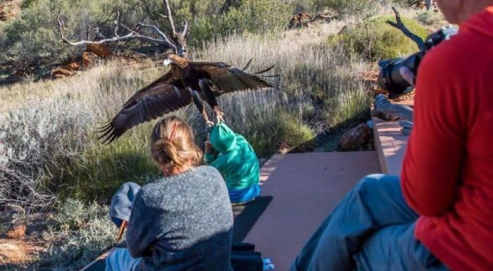 澳洲爱丽丝泉沙漠公园老鹰(楔尾雕)抓小孩事件背后的可能原因