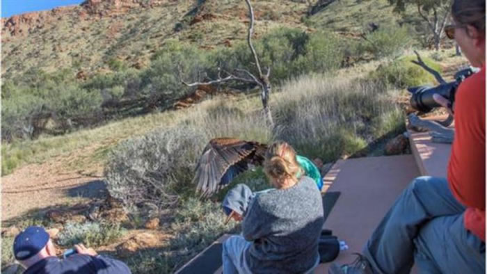 澳洲爱丽丝泉沙漠公园老鹰(楔尾雕)抓小孩事件背后的可能原因