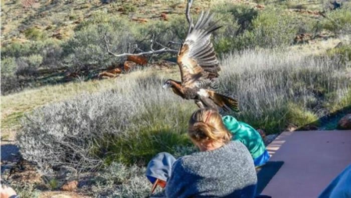 澳洲爱丽丝泉沙漠公园老鹰(楔尾雕)抓小孩事件背后的可能原因