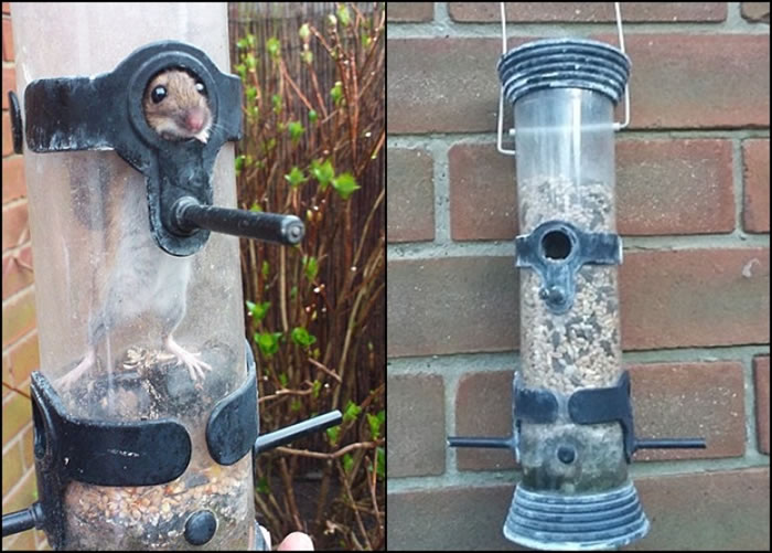 Ӣ���������ι���͵��̫��������