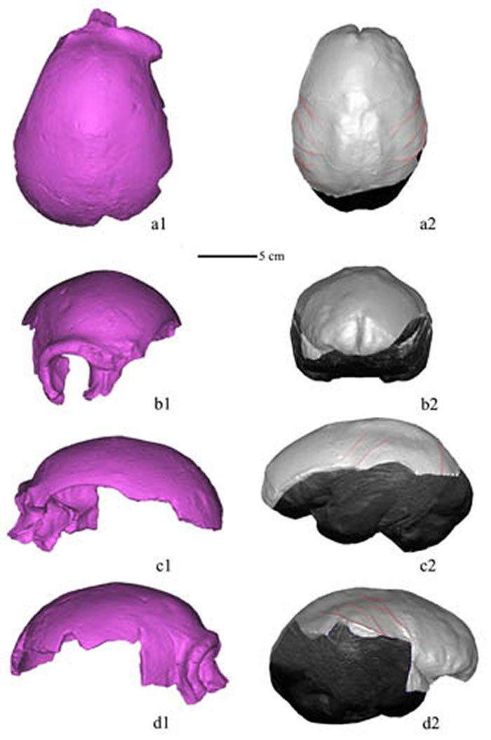 马坝头骨CT扫描虚拟复原的头骨(a1-d1)和颅内模(a2-d2),顶面观(a1-a2),前面观(b1-b2),左侧面观(c1-c2),右侧面观(d1-d2)