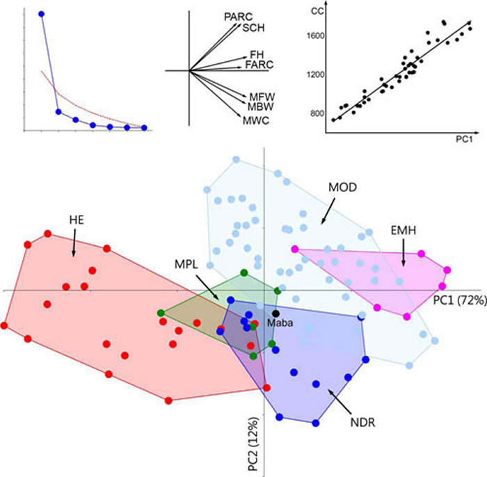主成分分析结果显示马坝人脑大小和形状位于欧洲中更新古人类、尼安德人和现代人变异范围之间(吴秀杰供图)