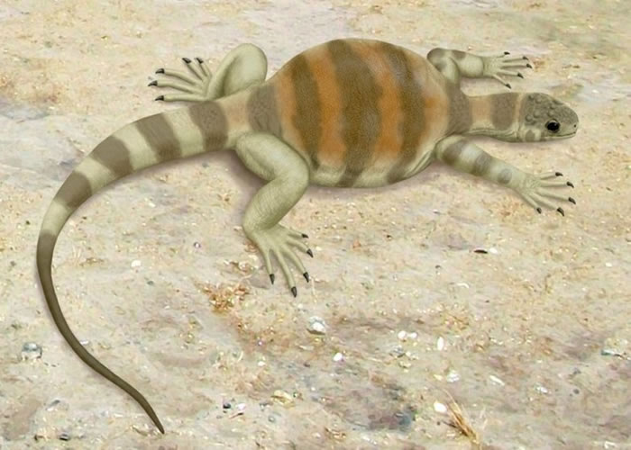 ��ѧ���������Ϲ꣨ͼ����Ϊ����������仯��ѡ��ǿ��ǰ֫��