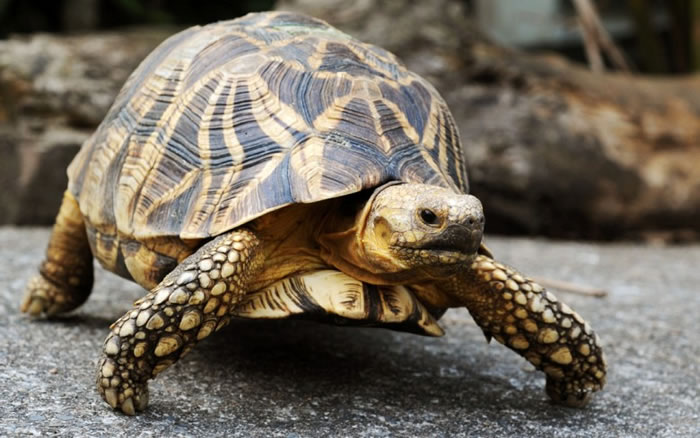 �ֽ���ڹ걳������Ӳ�ǡ�