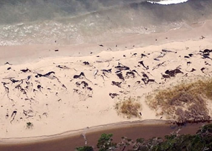 渔民在智利巴塔哥尼亚一个海滩上,发现多条鲸鱼尸体。