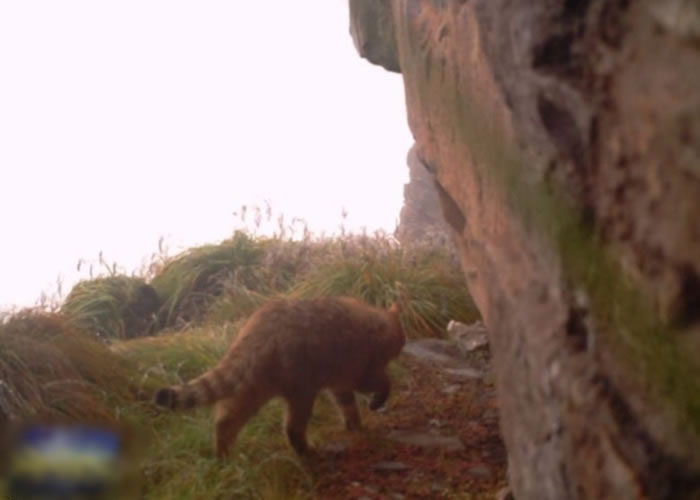红外线摄录机拍到荒漠猫出没的画面,是当地首次出现该物种。