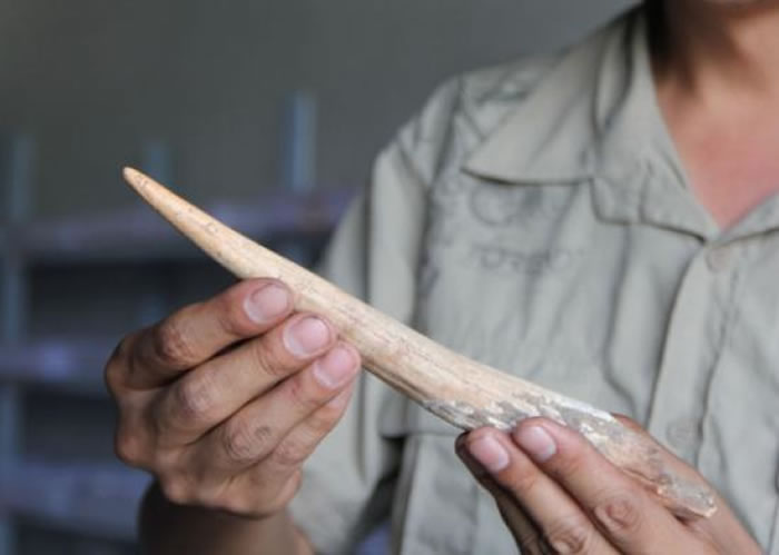 招果洞遗址发现的古人类用来缝兽皮的骨锥