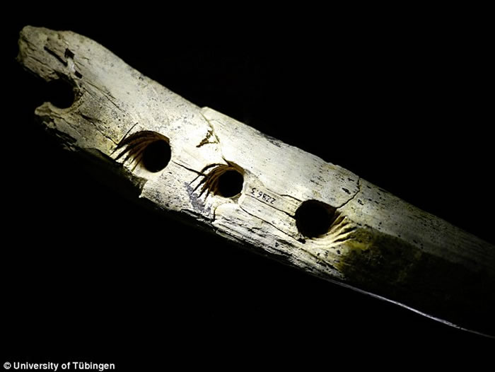 4万年前进入欧洲的人类有能力利用象牙制成的工具来生产绳索