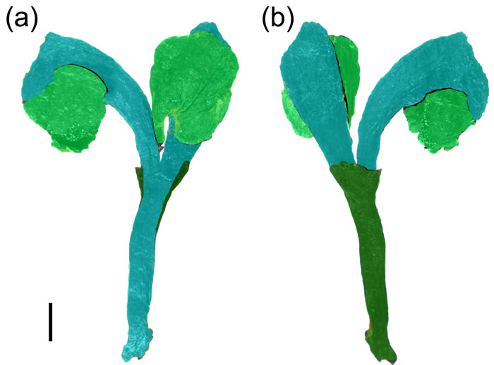 Umkomasia mongolica٣ɫʾҶ٣ɫʾ֦