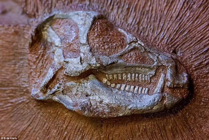 南非溪床中发现的两亿年前素食恐龙畸齿龙竟然长着“备用牙齿”