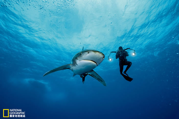 电影制作人乔.罗米洛捕捉到猫岛外海一只污斑白眼鲛的特写画面。这种鲨鱼贪婪嗜血的名声虽然被夸大了,但潜水员要面对它们还是需要鼓起勇气。这种鲨鱼并不怕生,它们打招呼