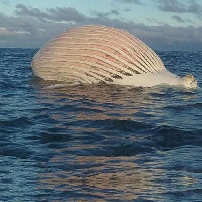 澳大利亚西部海域海面漂浮的“外星生物”证实是鲸鱼尸体
