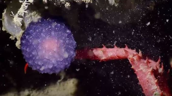 美国加州外海阿圭略海沟深处发现的神秘紫色球状海洋生物是全新的海蛞蝓物种?