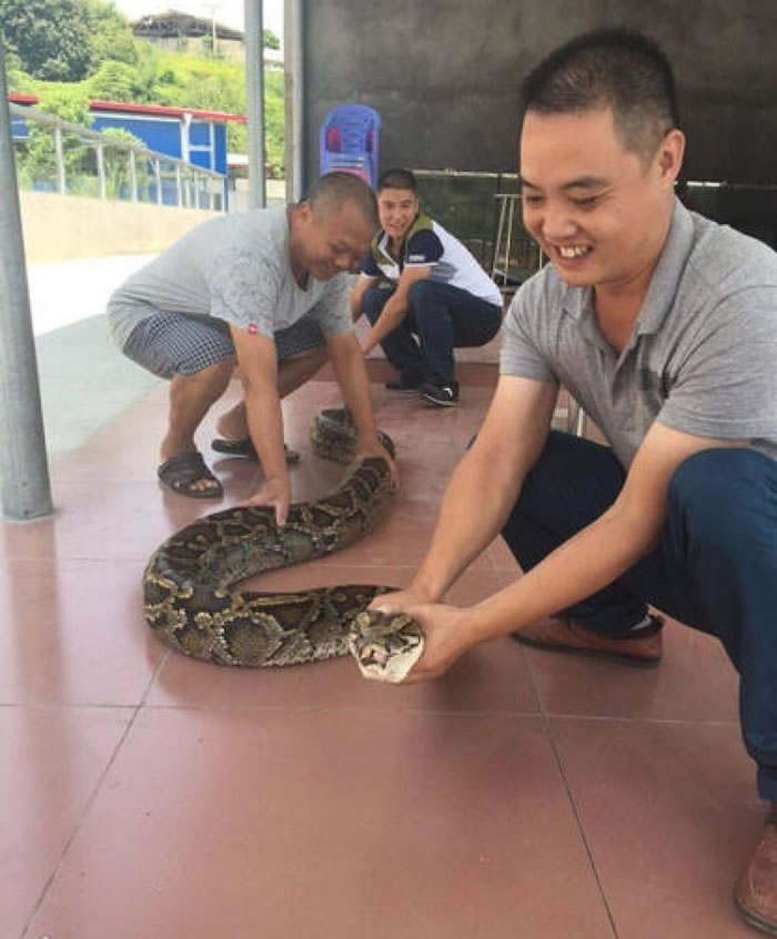 福建安溪县祥华乡惊现4米巨蟒 活吞20公斤重山羊