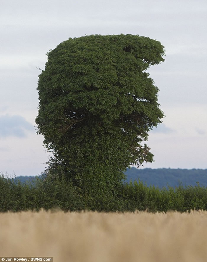 Ӣ������һ�ú����������͵�ͳ��ѡ��������ͷ�������