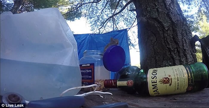 加拿大安大略省聪明松鼠自行打开果仁瓶盖大快朵颐