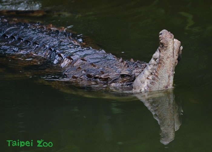 雷奇嘴巴变形往上翘,曾被网友误以为在动物园内受虐。(图/台北市立动物园提供)