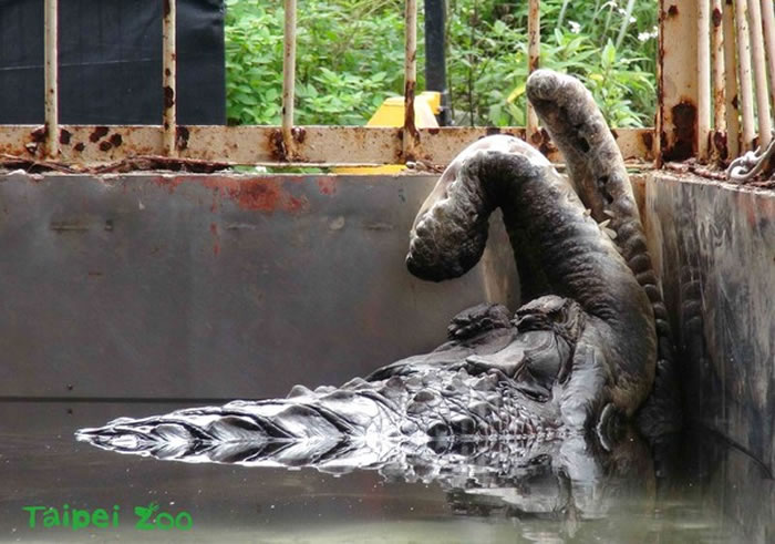 雷奇在104年移居台北市立动物园,保育员非常仔细地照顾它。(图/台北市立动物园提供)