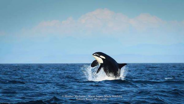 美国虎鲸摄影师在华盛顿州圣胡安群岛海岸捕捉
