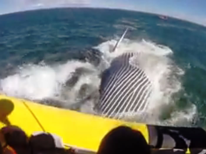 ���ô�50�־޴��뾨�ν��۹⴬ ������ת¶�����޴��