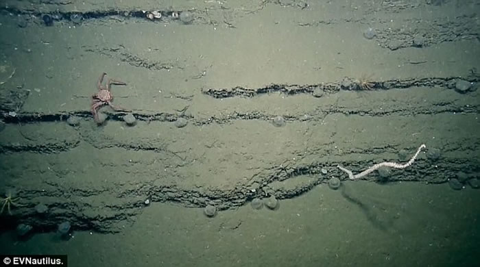 美国海洋探险队“Nautilus Live”深海探秘发现神秘发光紫色球状生物