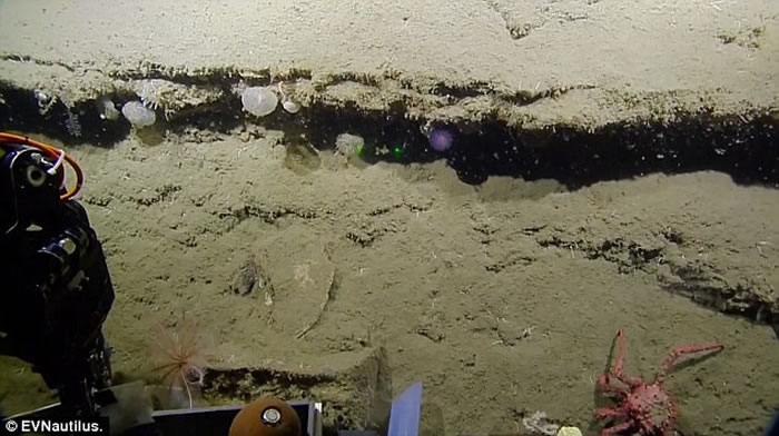 美国海洋探险队“Nautilus Live”深海探秘发现神秘发光紫色球状生物