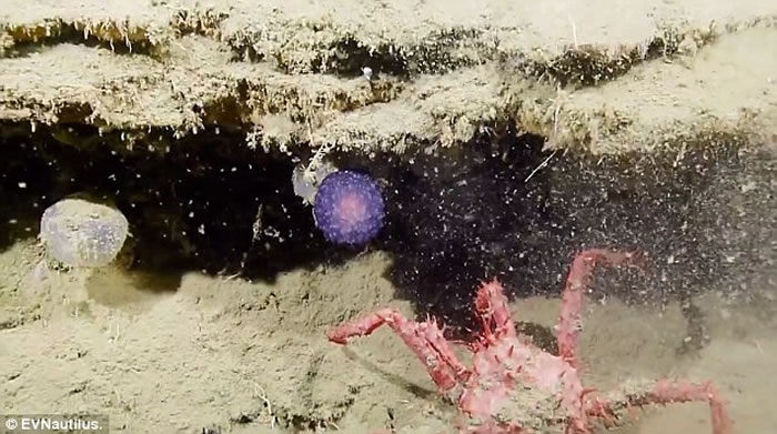 美国海洋探险队“Nautilus Live”深海探秘发现神秘发光紫色球状生物