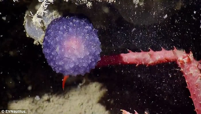 美国海洋探险队“Nautilus Live”深海探秘发现神秘发光紫色球状生物