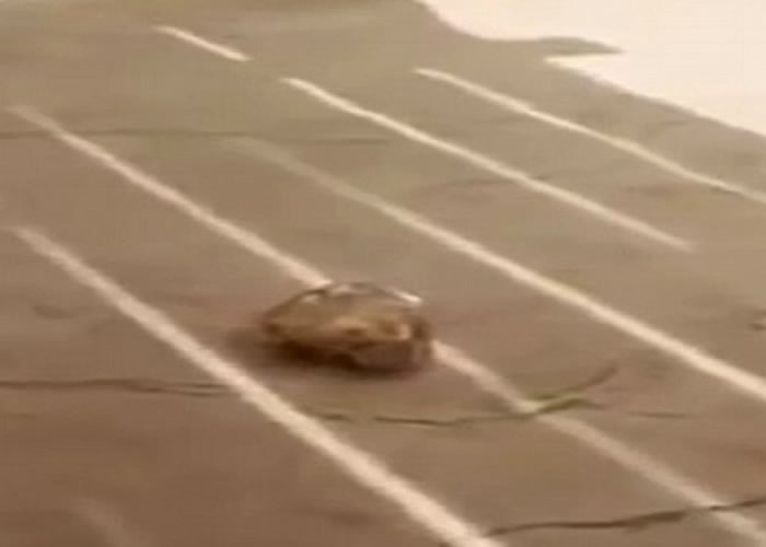 Ħ��綯��԰�������� ������ʯ����Ůͯ��