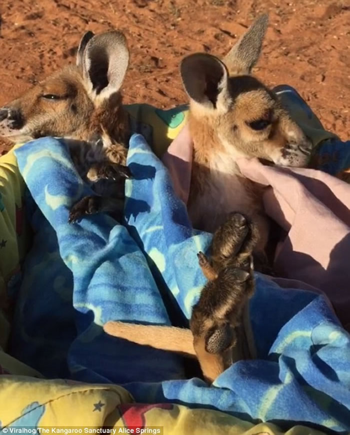 澳洲小袋鼠孤儿相亲相爱