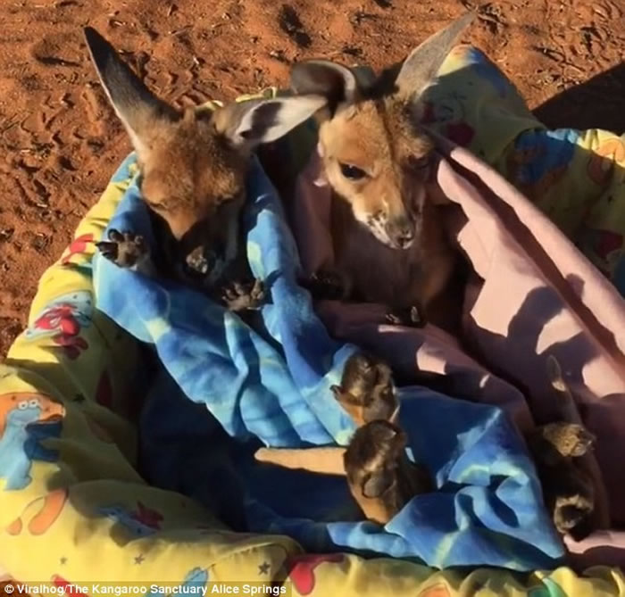 澳洲小袋鼠孤儿相亲相爱