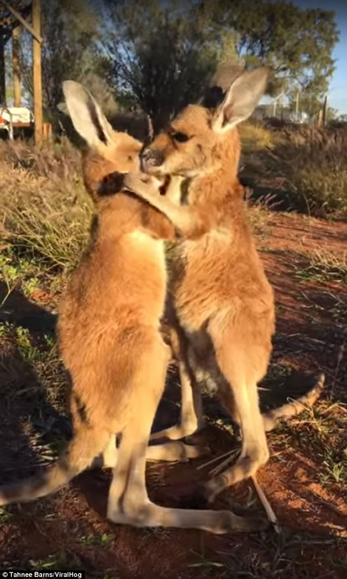 澳洲小袋鼠孤儿相亲相爱