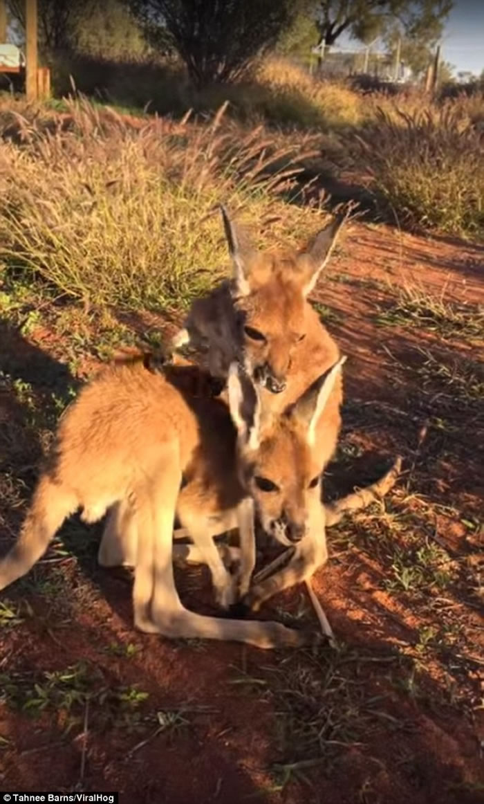 澳洲小袋鼠孤儿相亲相爱