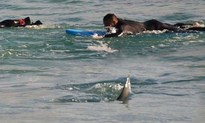 澳洲滑浪手惊魂:4米巨鲨伴游5分钟